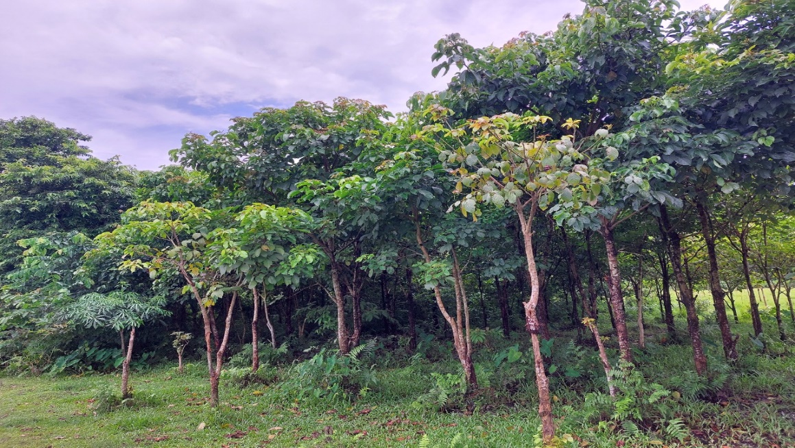 Compensatory Afforestation - photo 24