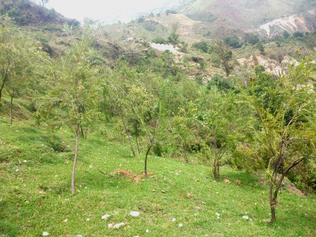 Compensatory Afforestation - photo 8