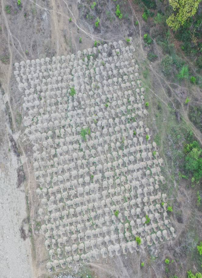 Compensatory Afforestation - photo 9