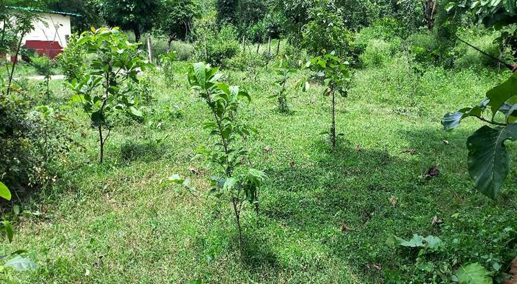Compensatory Afforestation - photo 10