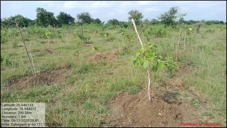 Compensatory Afforestation - photo 6