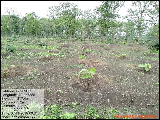 Compensatory Afforestation - photo 4
