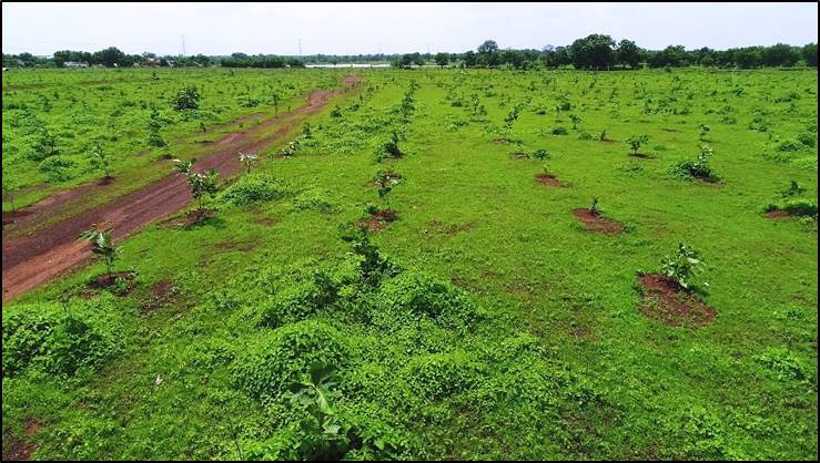 Compensatory Afforestation - photo 7