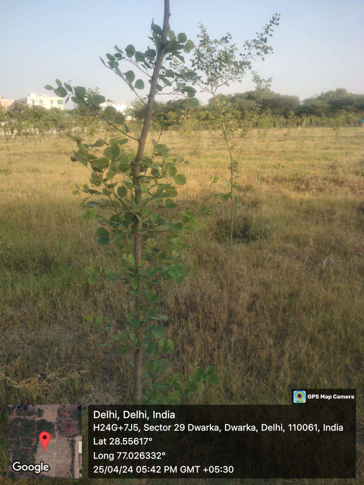 Compensatory Afforestation - photo 113
