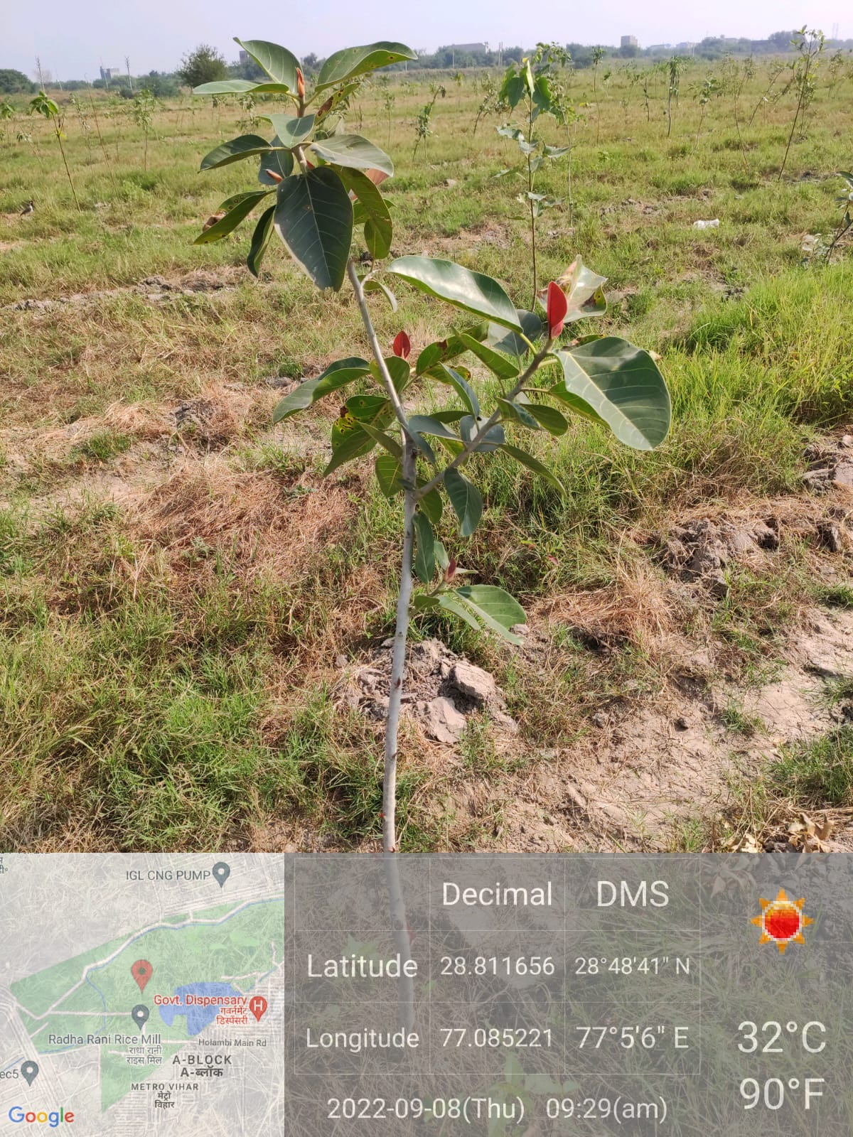 Compensatory Afforestation - photo 131
