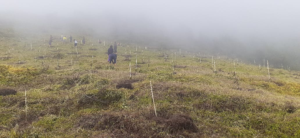 Compensatory Afforestation - photo 1