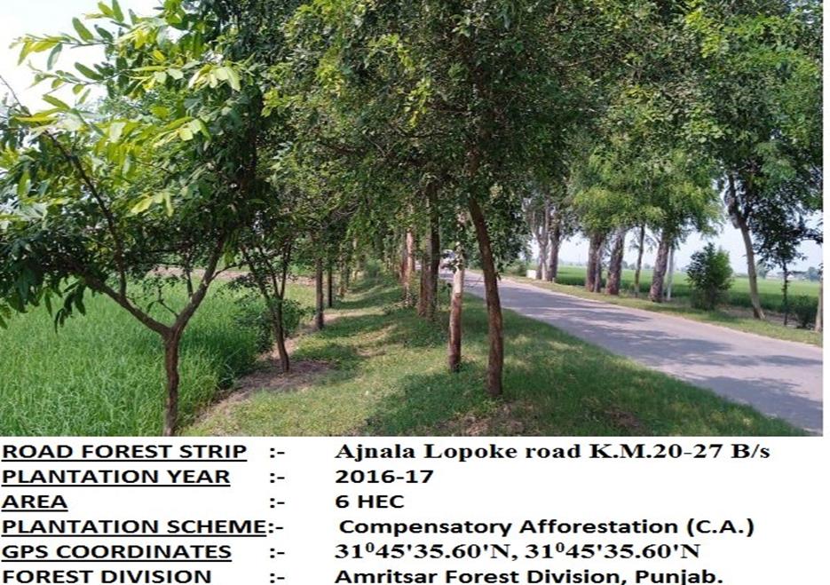 Compensatory Afforestation - photo 17