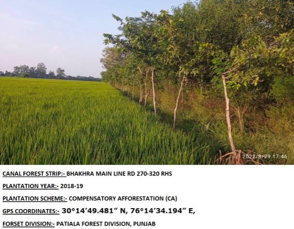 Compensatory Afforestation - photo 14