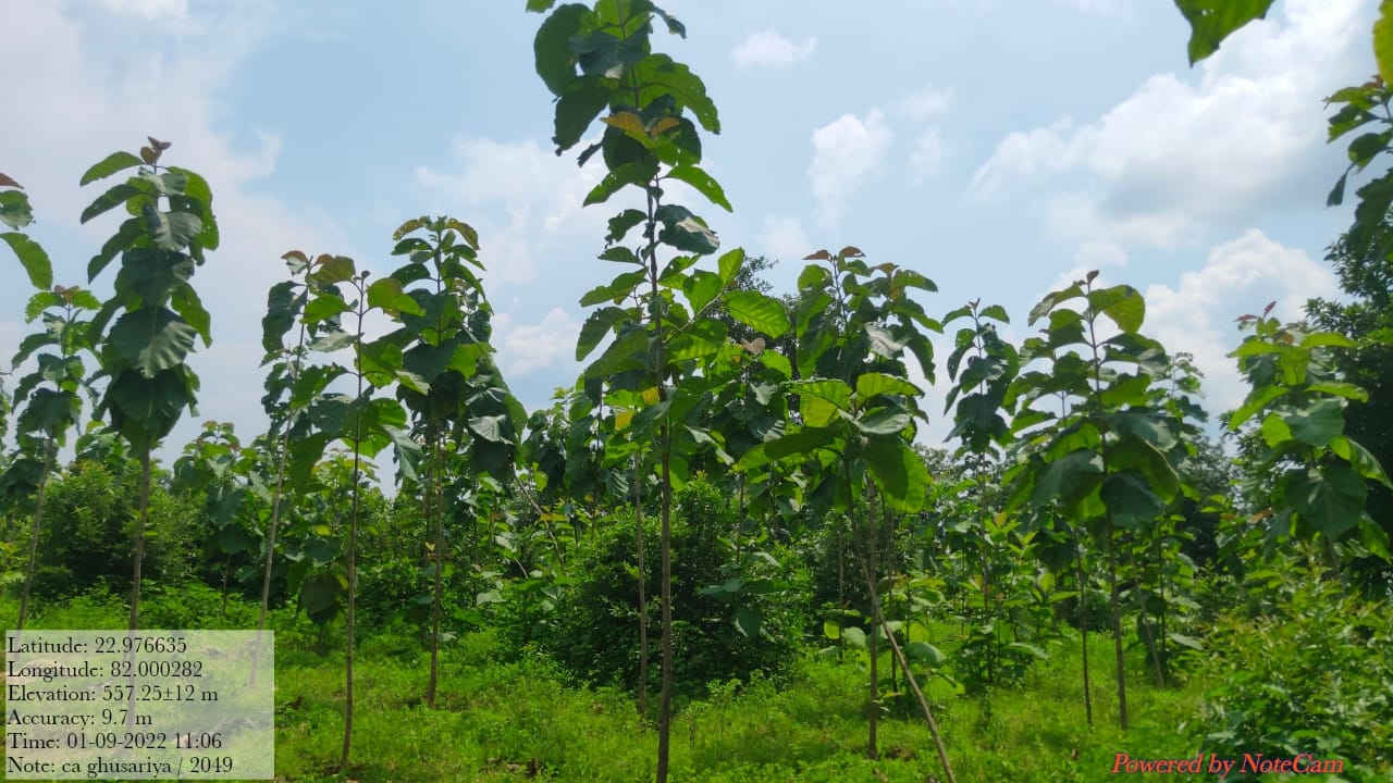 Compensatory Afforestation - photo 30