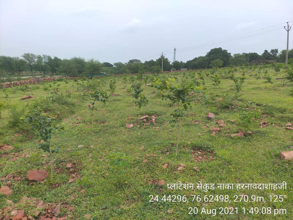 Compensatory Afforestation - photo 21