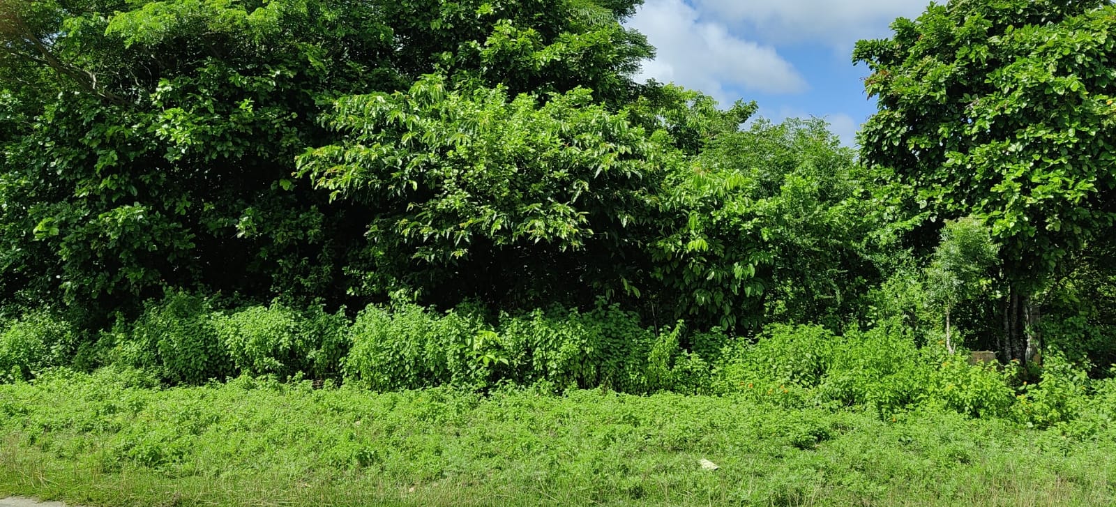 Compensatory Afforestation - photo 3