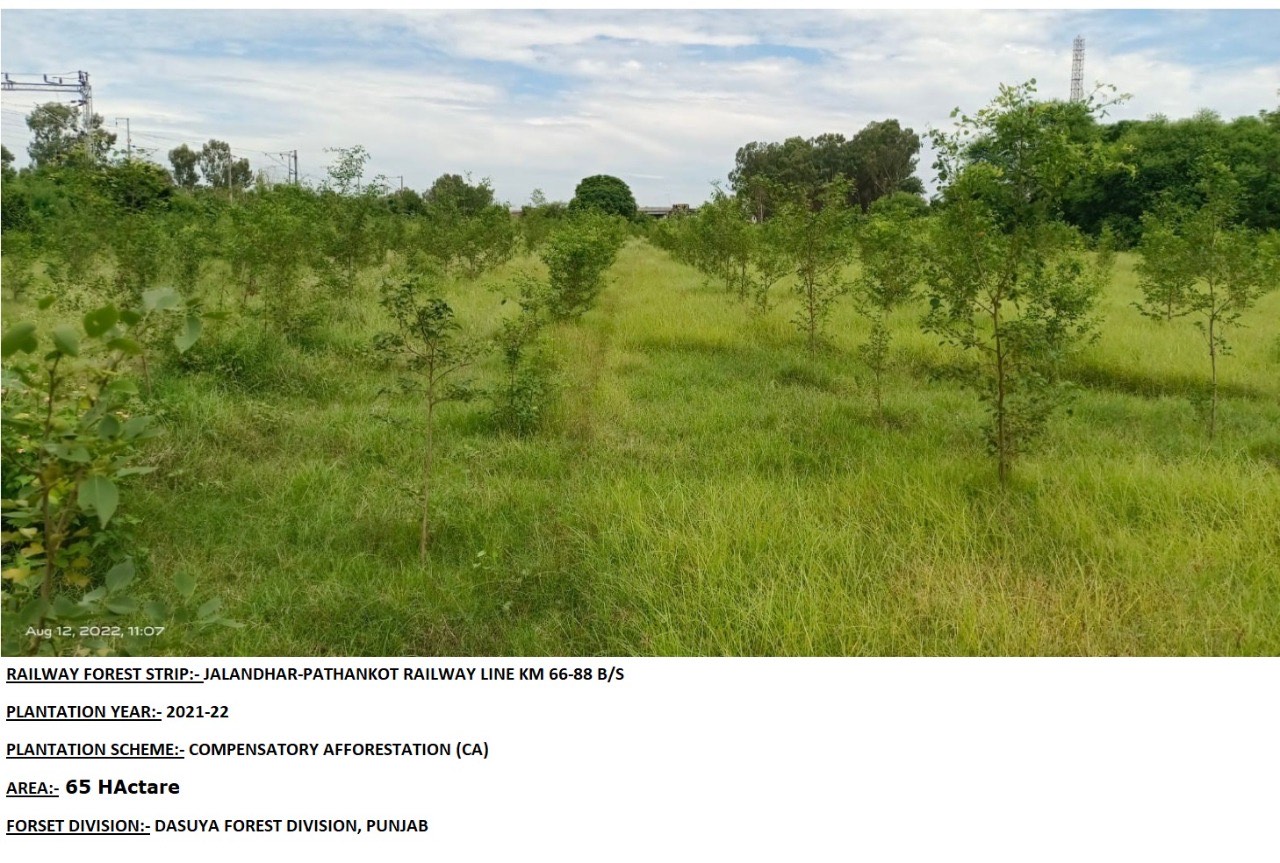 Compensatory Afforestation - photo 19