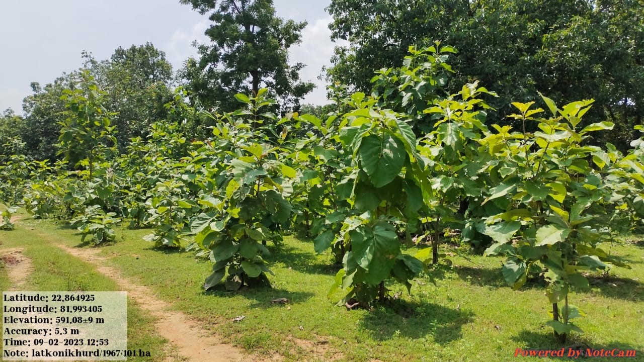 Compensatory Afforestation - photo 29