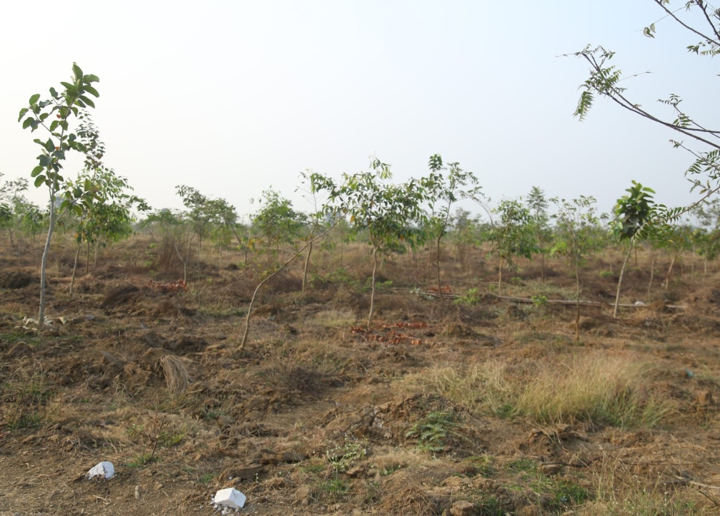Compensatory Afforestation - photo 22