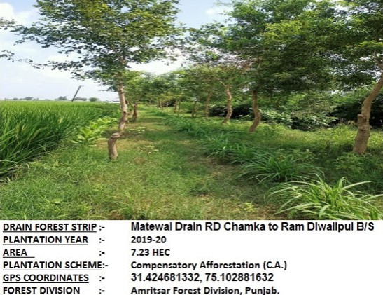 Compensatory Afforestation - photo 18