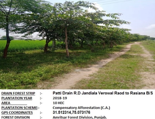 Compensatory Afforestation - photo 16