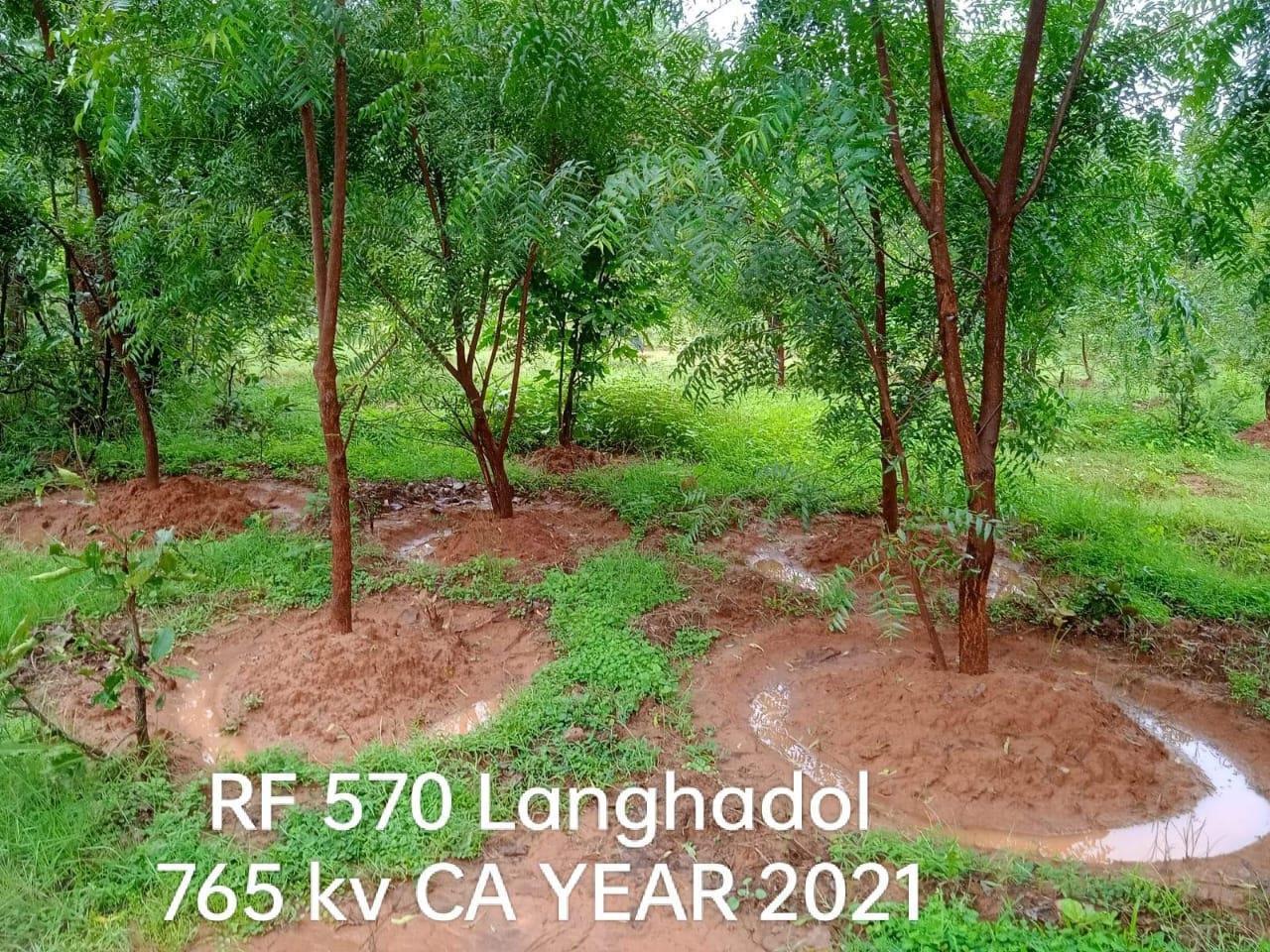 Compensatory Afforestation - photo 11