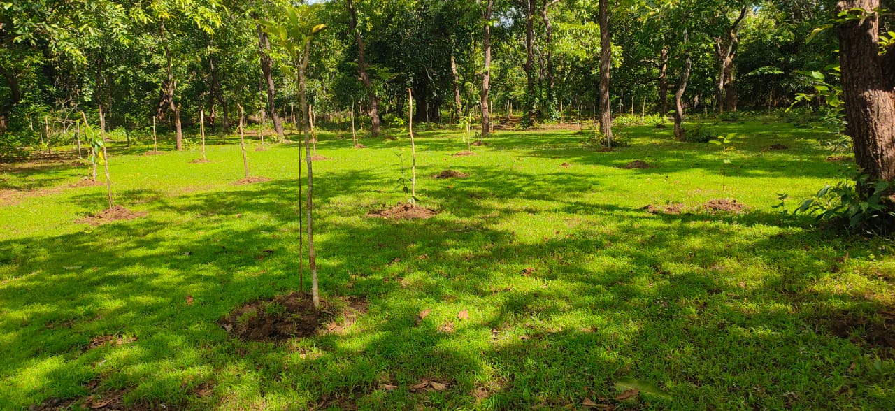 Compensatory Afforestation - photo 31