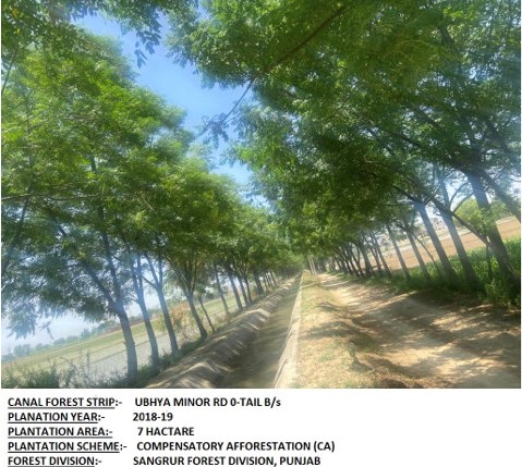 Compensatory Afforestation - photo 15