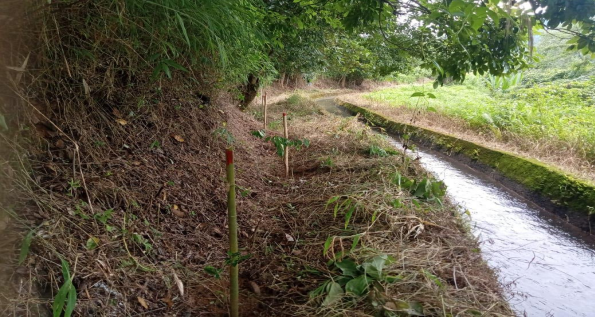 Compensatory Afforestation - photo 2