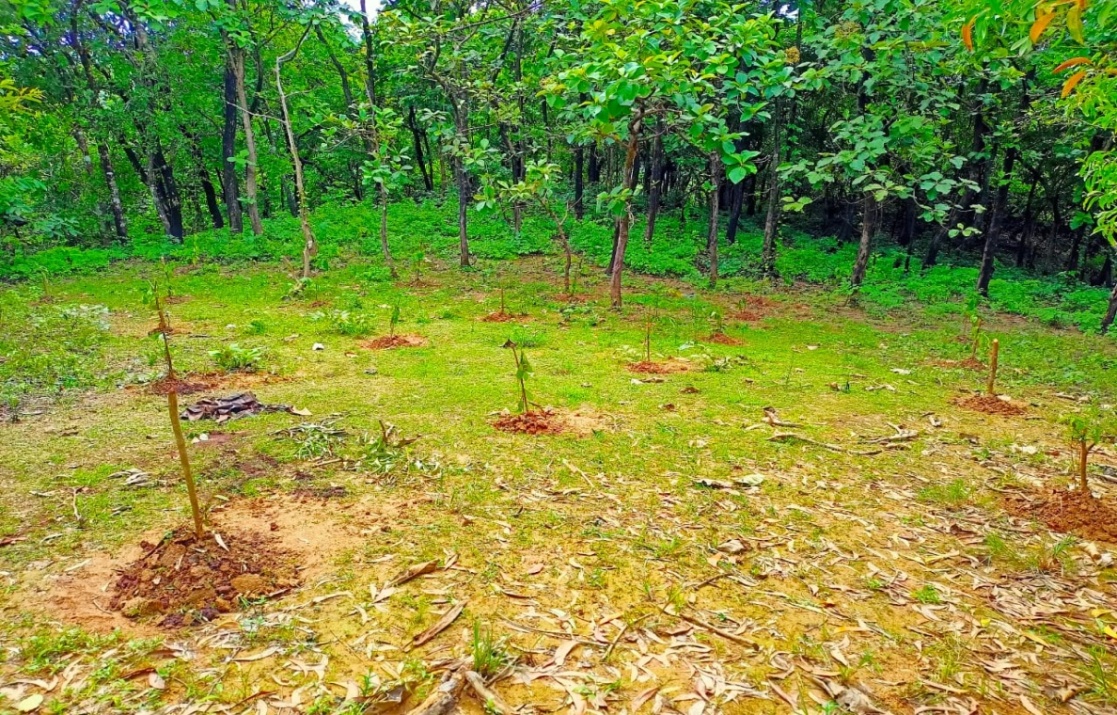 Compensatory Afforestation - photo 32