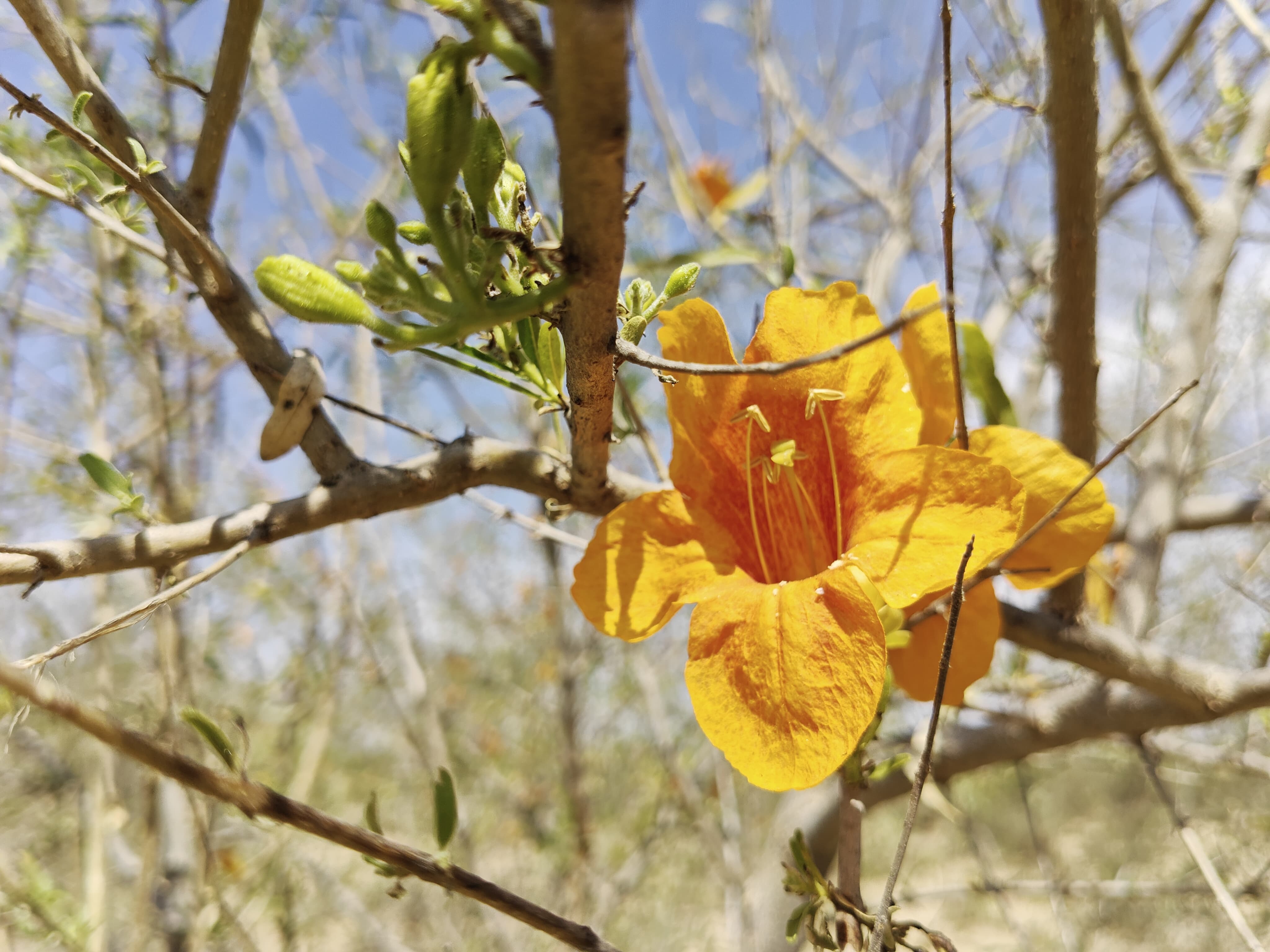 Compensatory Afforestation - photo 79