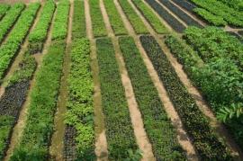 Forest Nursery - photo 213
