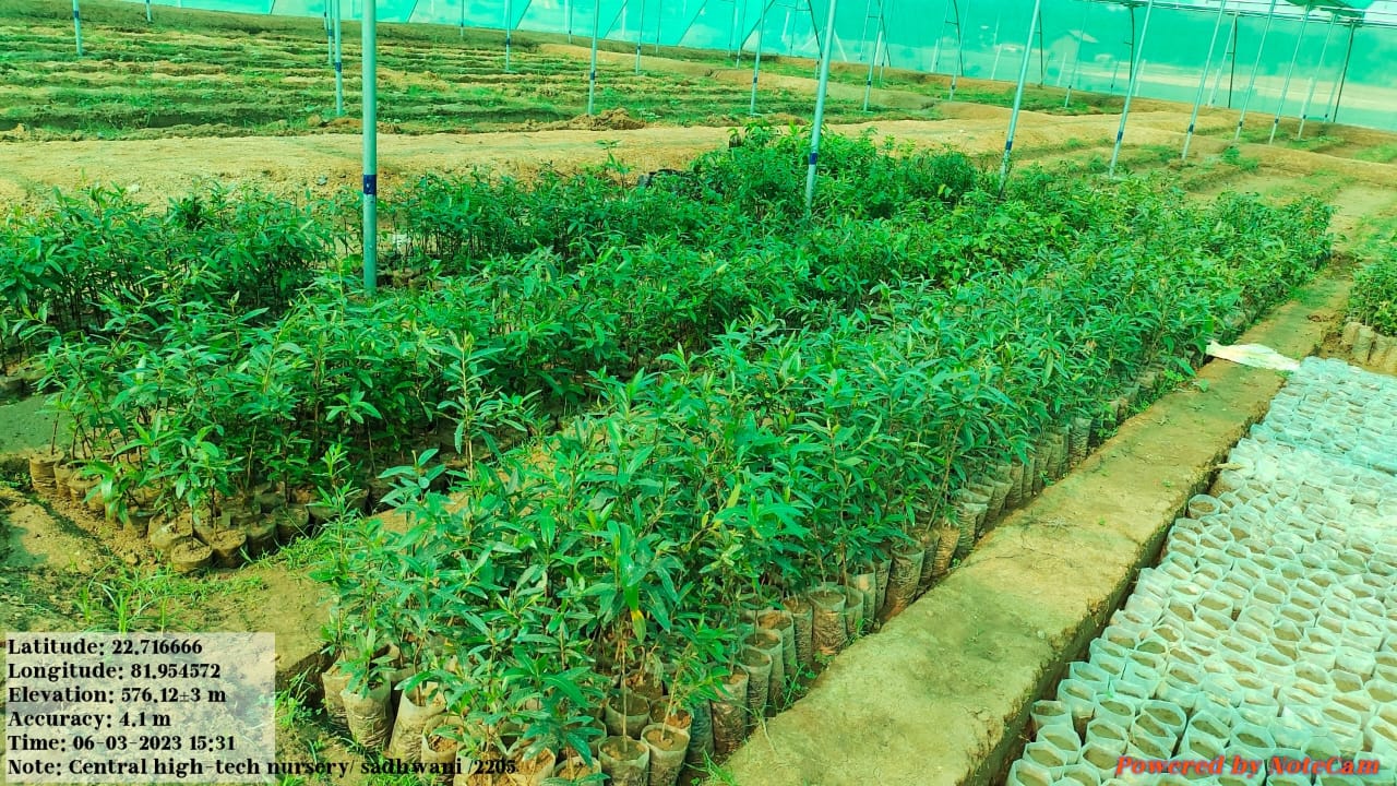 Forest Nursery - photo 222