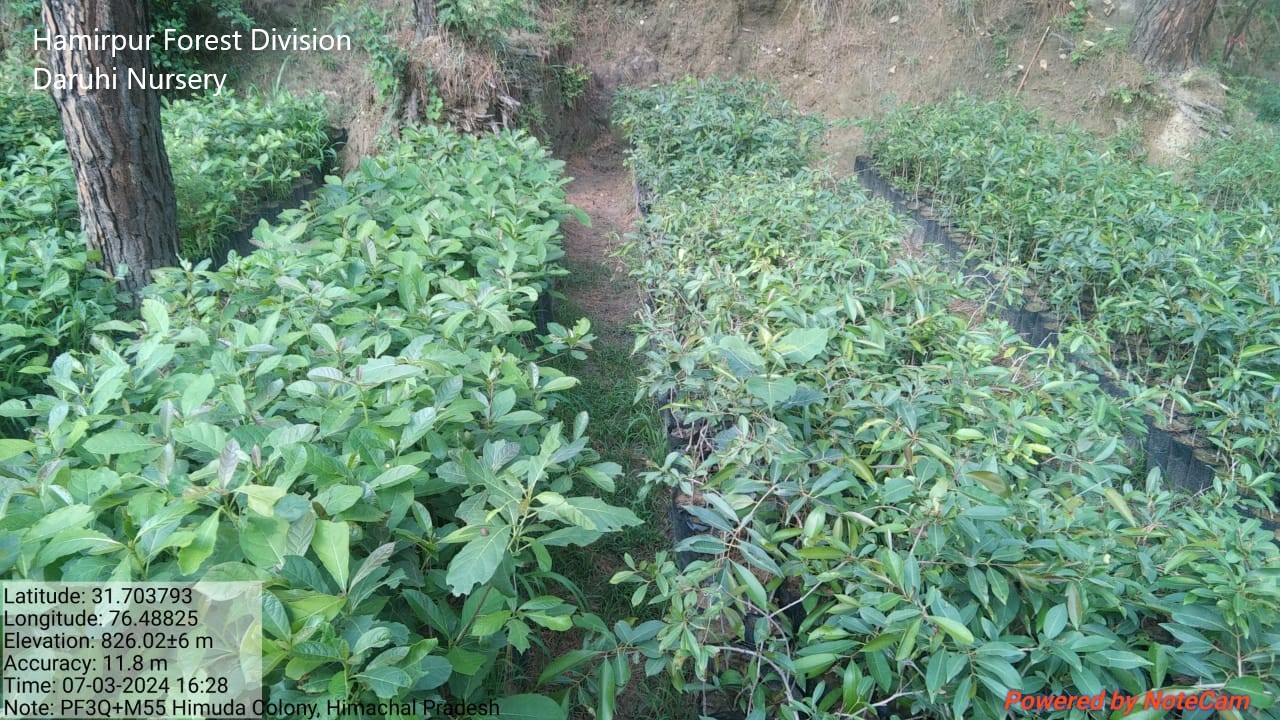 Forest Nursery - photo 228