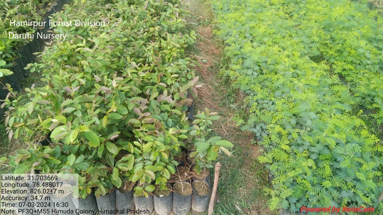 Forest Nursery - photo 229