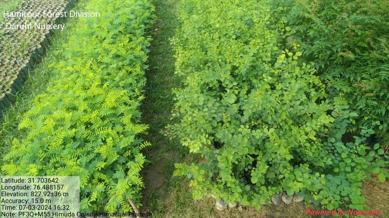 Forest Nursery - photo 230