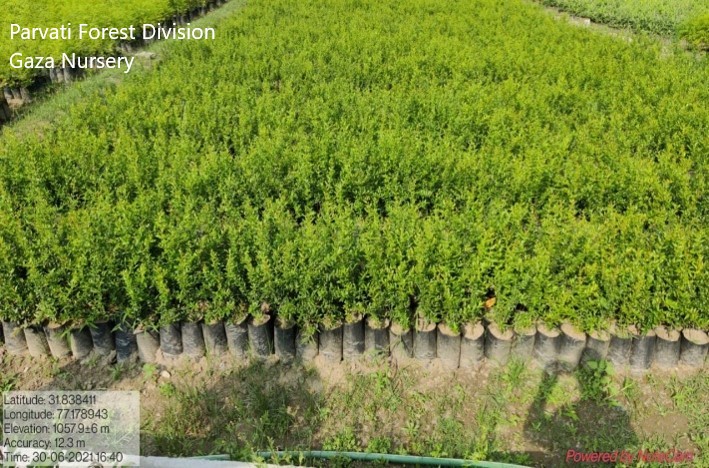 Forest Nursery - photo 231