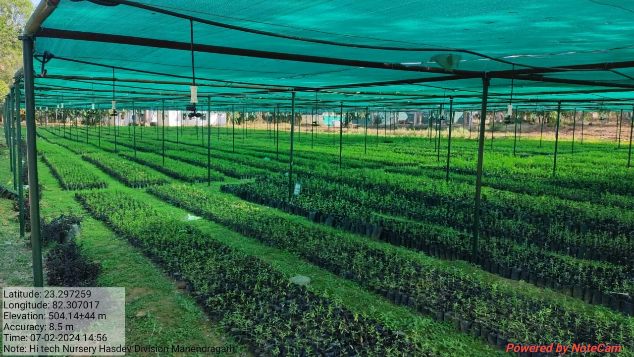 Forest Nursery - photo 220