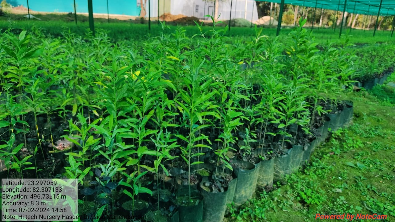 Forest Nursery - photo 221
