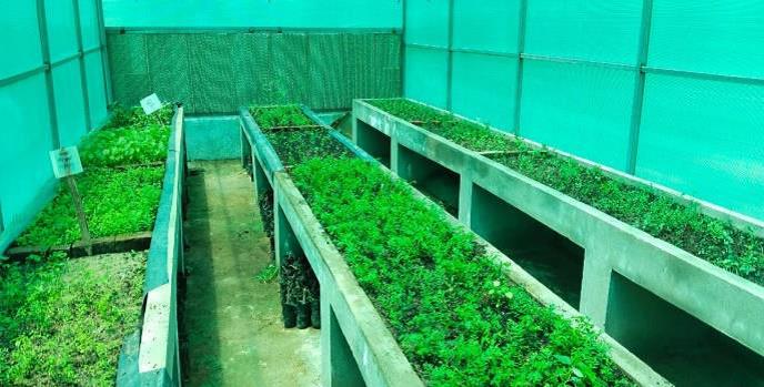 Forest Nursery - photo 206