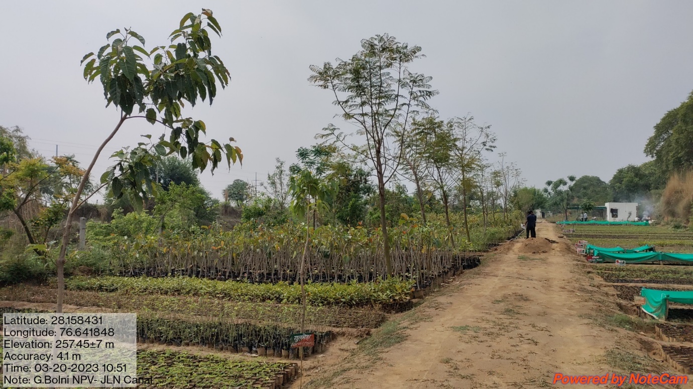 Forest Nursery - photo 219