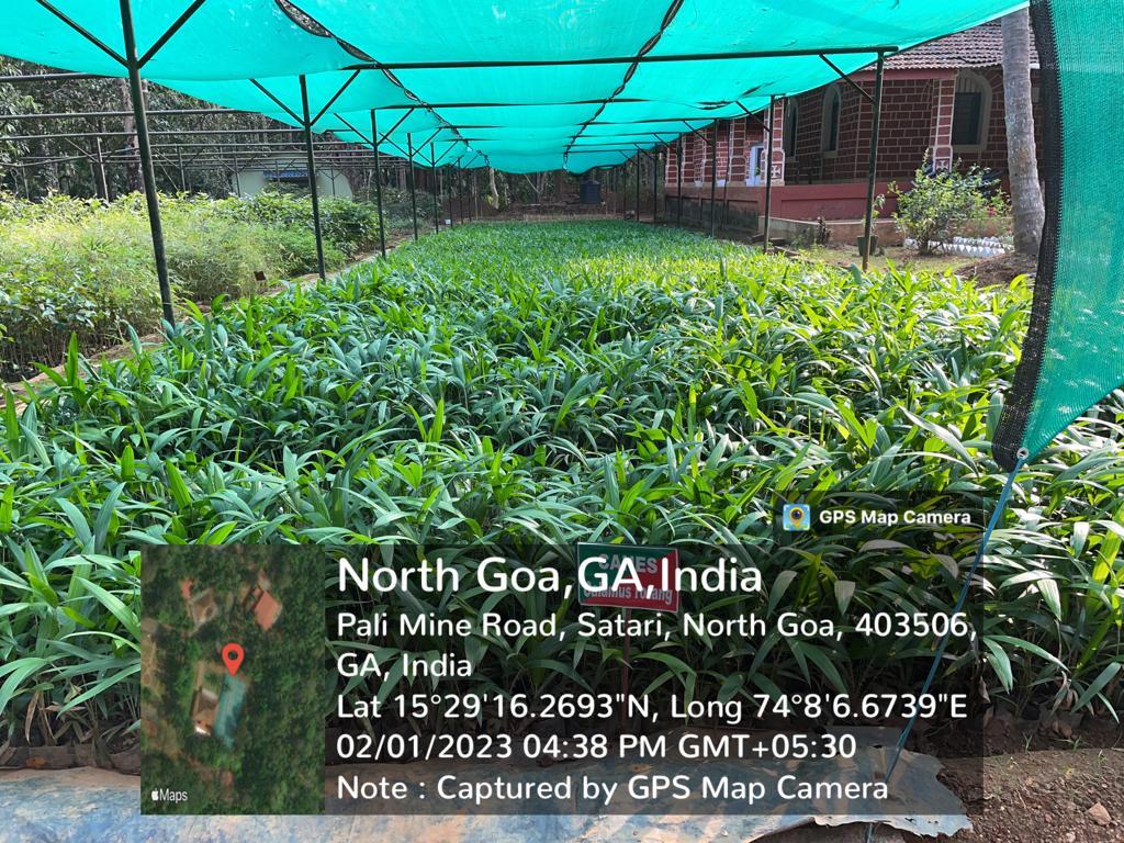 Forest Nursery - photo 227