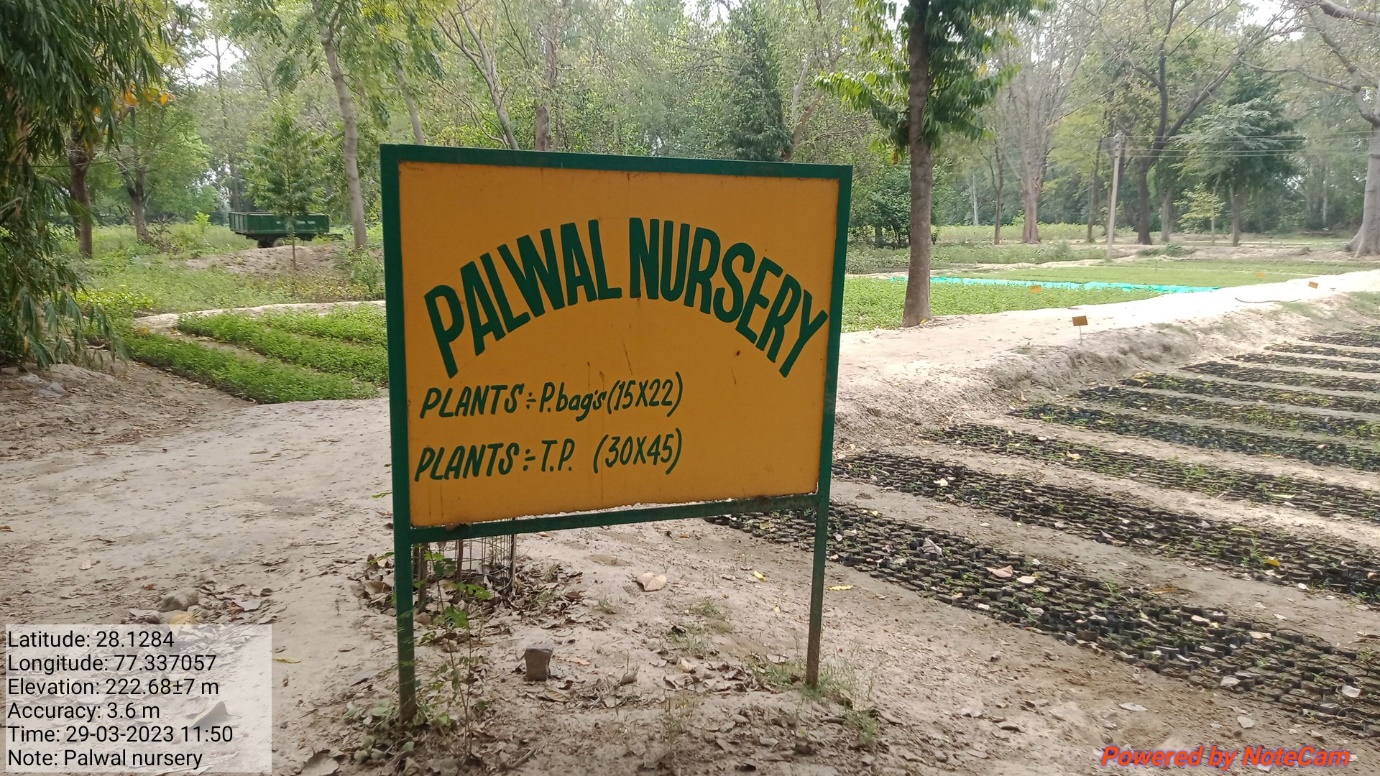 Forest Nursery - photo 216
