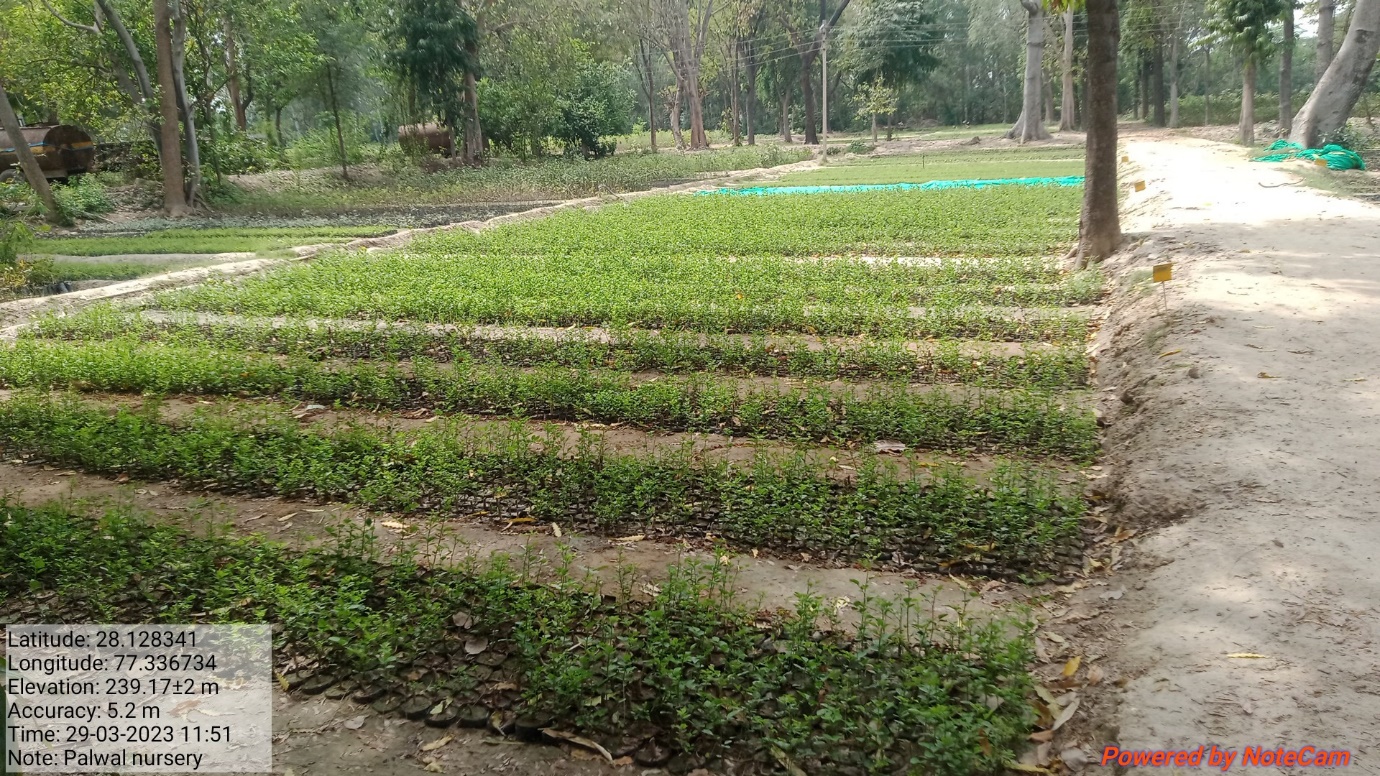 Forest Nursery - photo 217