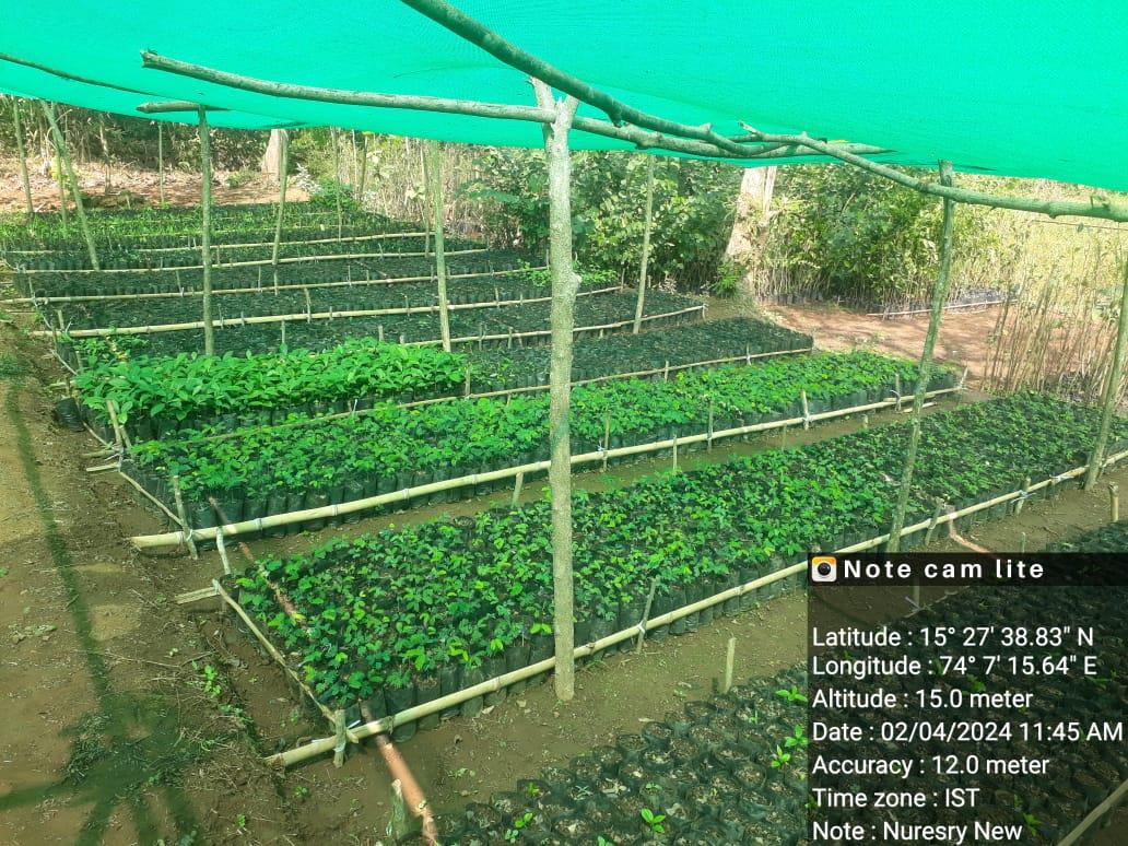 Forest Nursery - photo 226