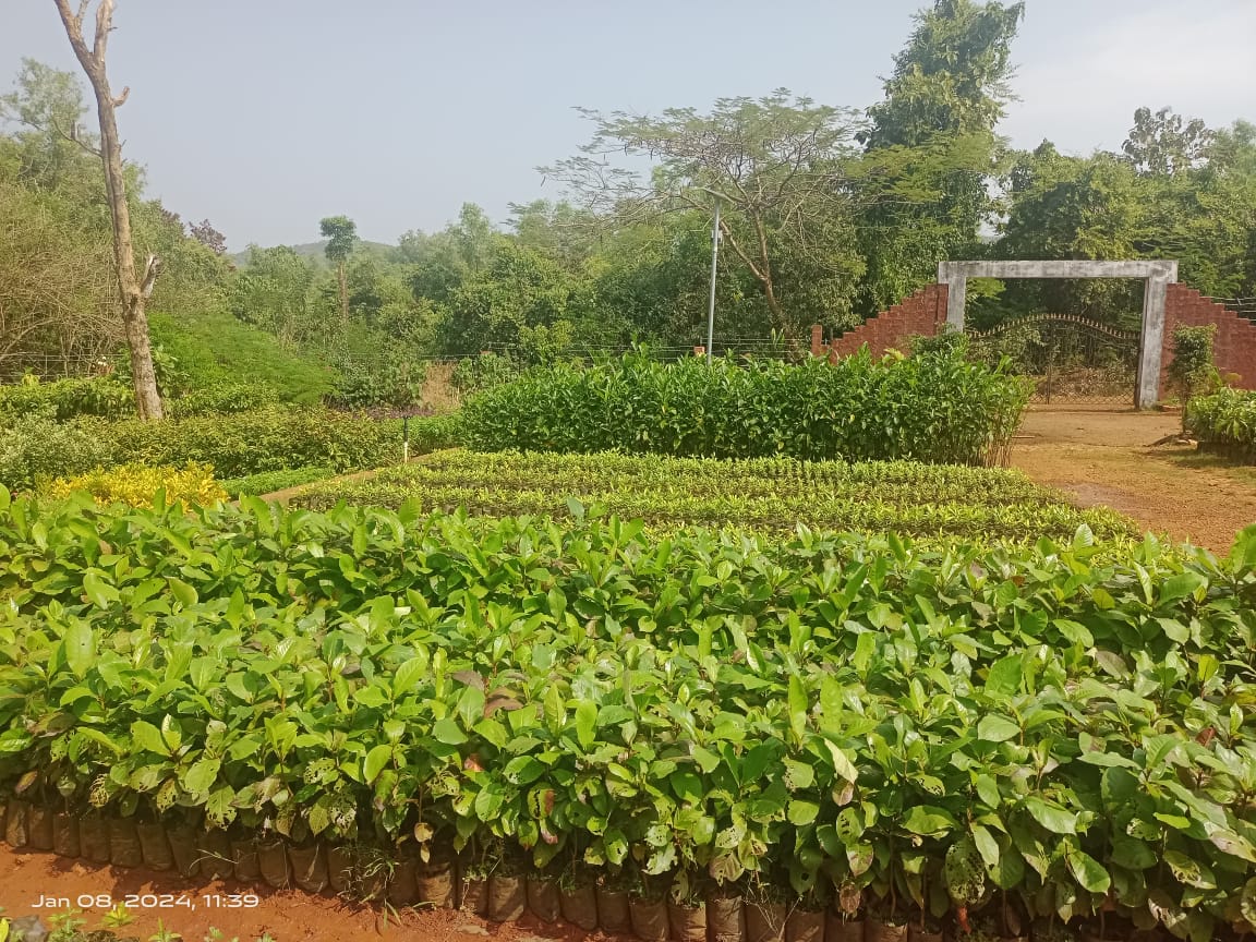 Forest Nursery - photo 225