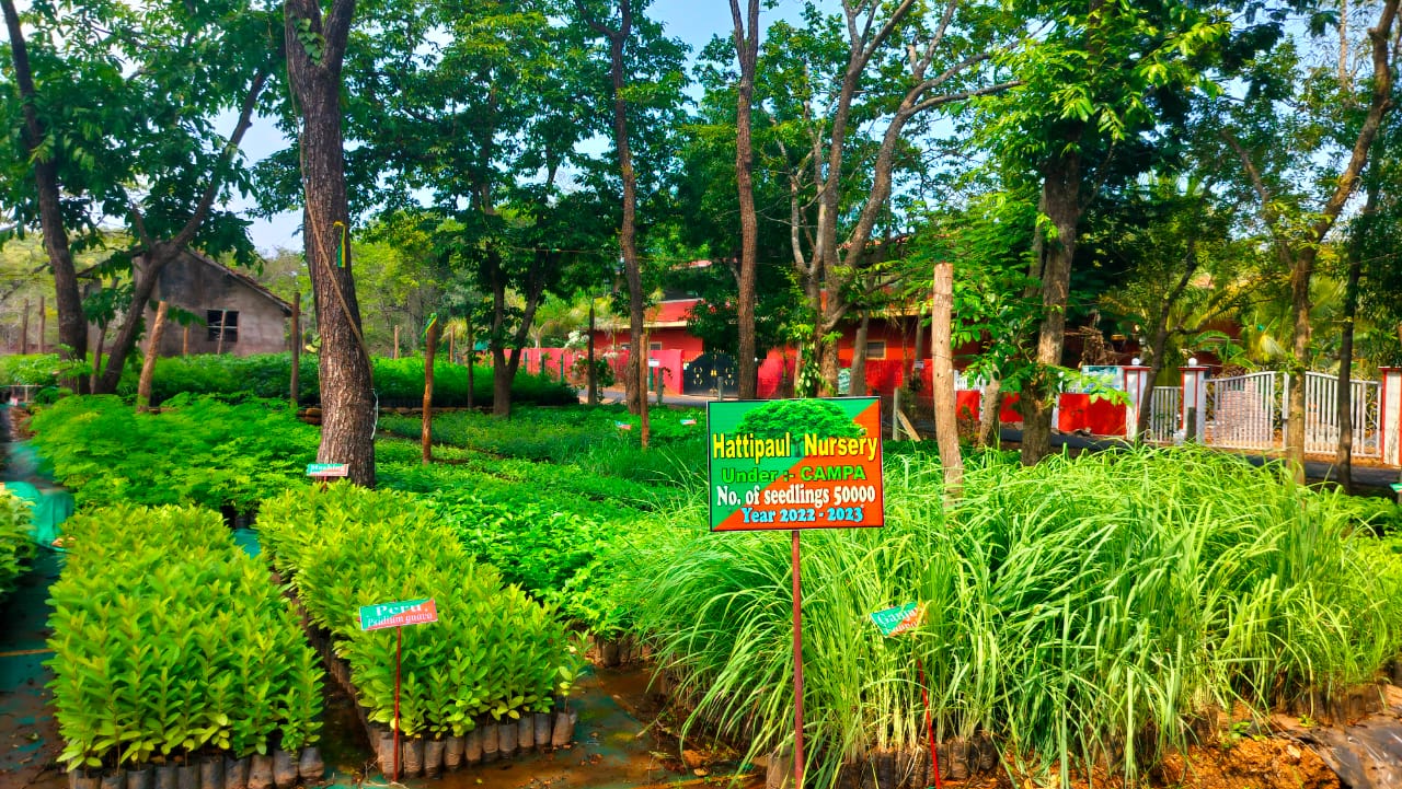 Forest Nursery - photo 223